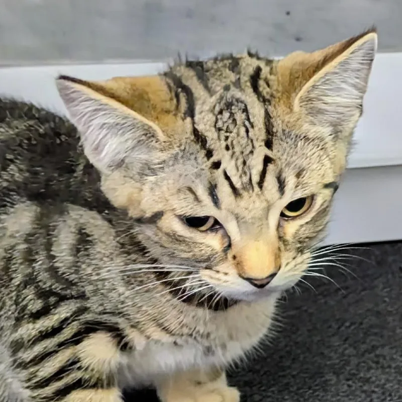 A baby small-sized female Brown / Chocolate Domestic Short Hair cat named Alice for adoption in Marysville, OH