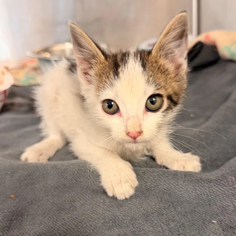 A baby small-sized male White Domestic Short Hair cat named Cozmo for adoption in Evensville, TN