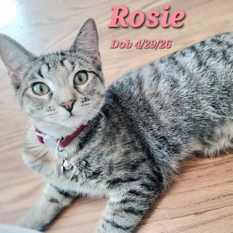 Rosie thumbnail 2