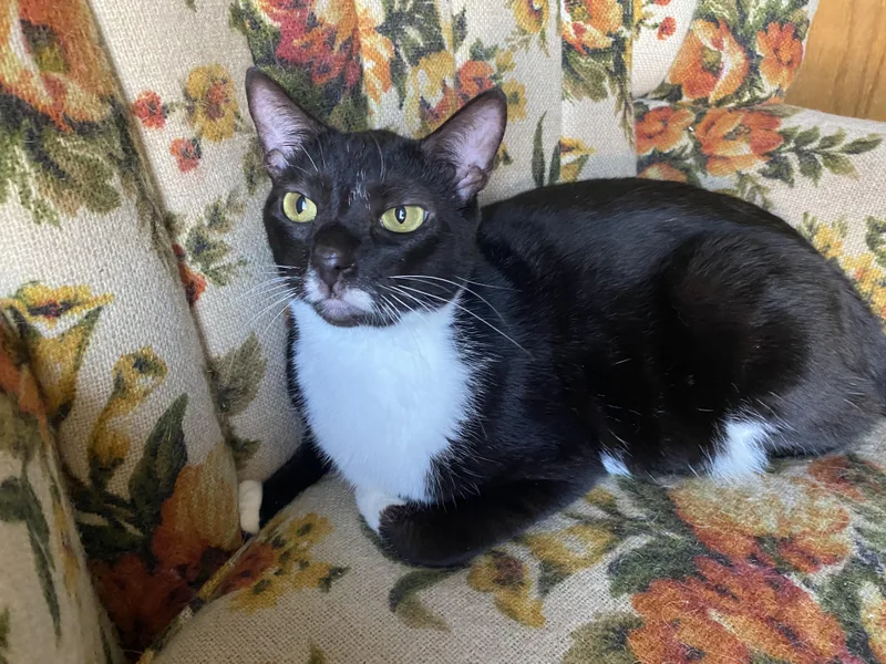 A young medium-sized female American Shorthair cat named Rosemary for adoption in Vacaville, CA