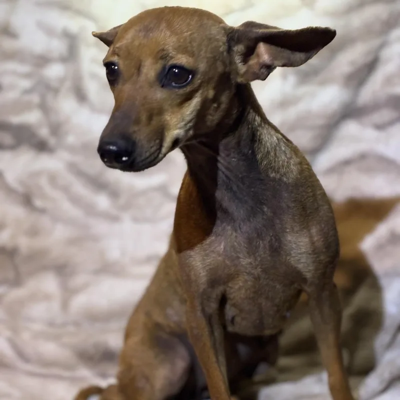 An adult small-sized female Yellow / Tan / Blond / Fawn Chihuahua dog named Enchilada for adoption in Pelham, NH