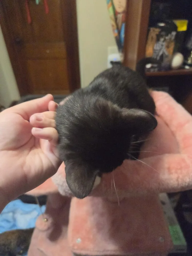 A baby small-sized female Black Domestic Short Hair cat named Traffic Jam for adoption in Lincoln Park, MI