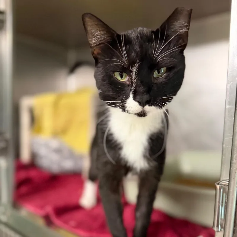 An adult medium-sized male Domestic Short Hair cat named Max for adoption in Hamilton, GA