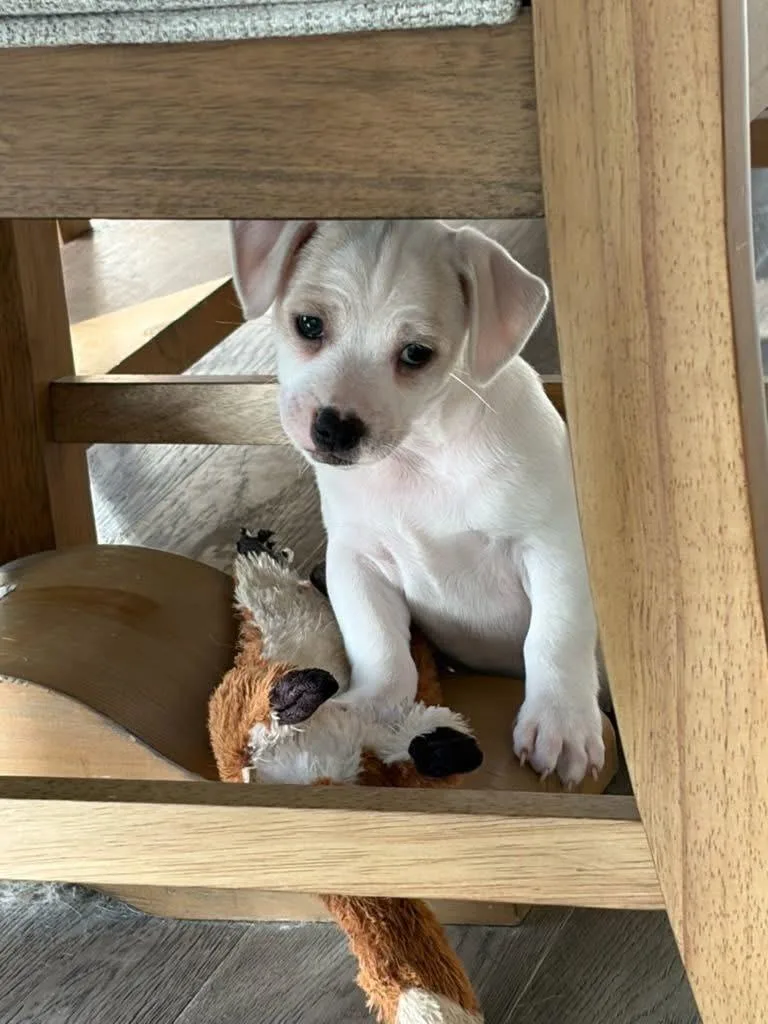 A baby medium-sized male White / Cream Labrador Retriever dog named Ronaldo for adoption in Atlantic Beach, FL