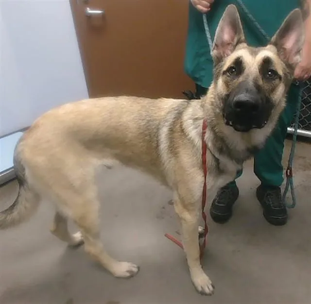 A young large-sized male German Shepherd Dog dog named Coby for adoption in Phoenix, AZ