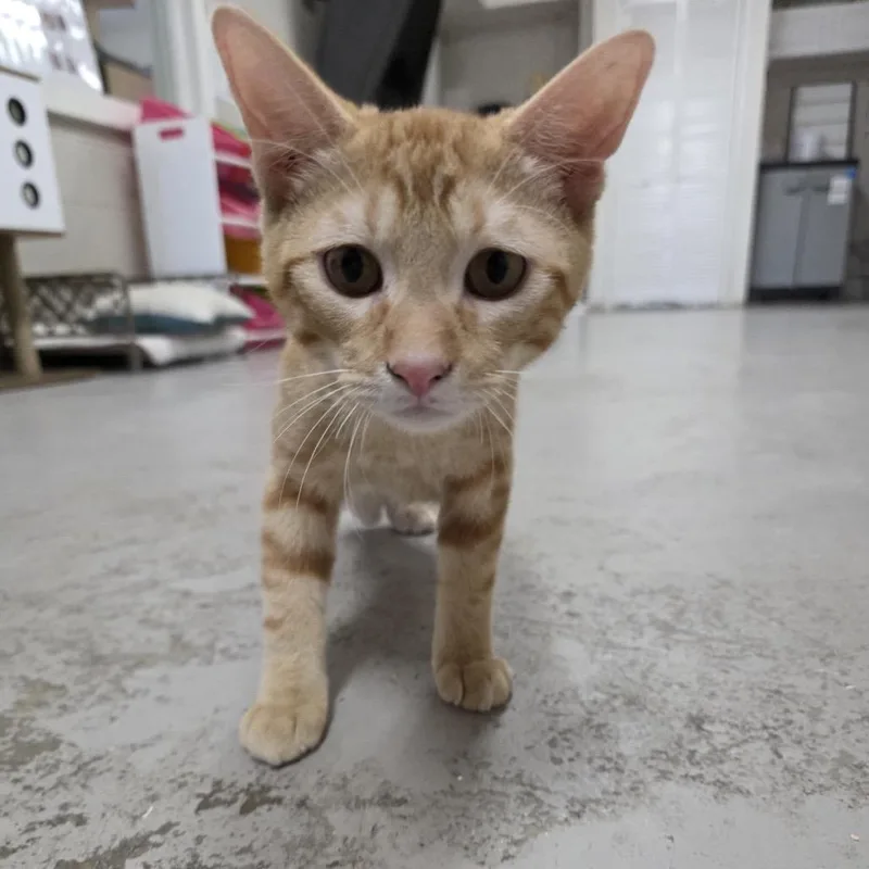 A young small-sized male Domestic Short Hair cat named Rum for adoption in Laredo, TX