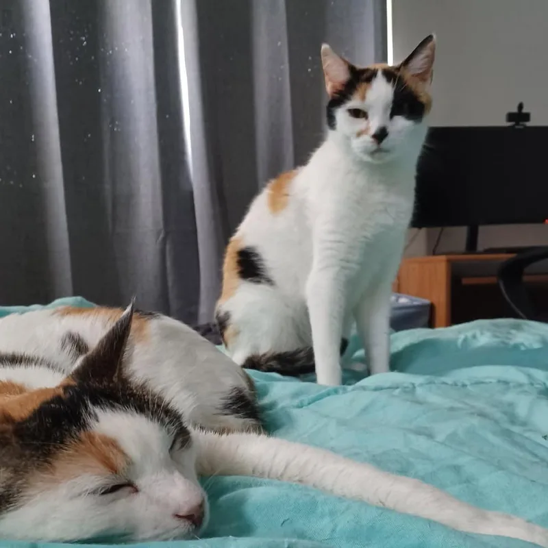 A senior medium-sized female Calico Domestic Short Hair cat named Harley Frost for adoption in Eagle Mountain, UT