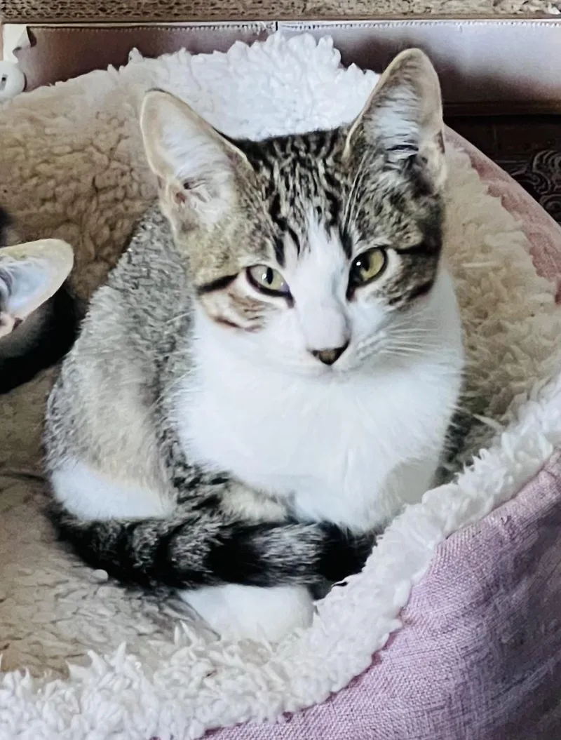 A baby medium-sized male Tabby (Brown / Chocolate) Tabby cat named Sneezy for adoption in San Juan Capistrano, CA