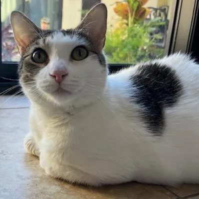 An adult medium-sized female Domestic Short Hair cat named Layla for adoption in Boca Raton, FL