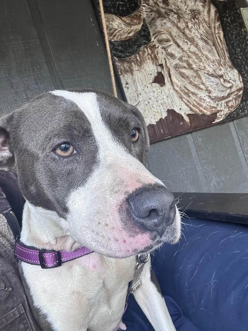 Elizabeth thumbnail 3