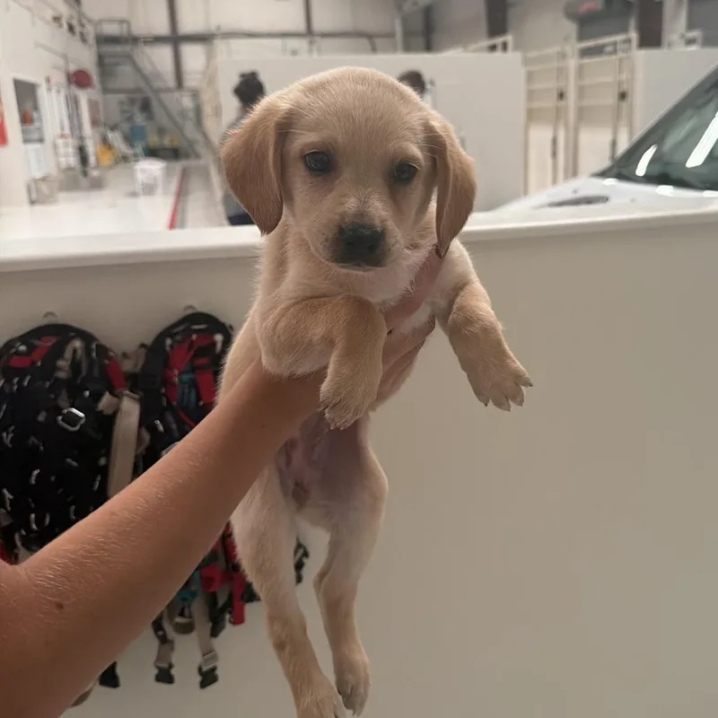 A baby medium-sized female Labrador Retriever dog named Boba for adoption in Chicago, IL