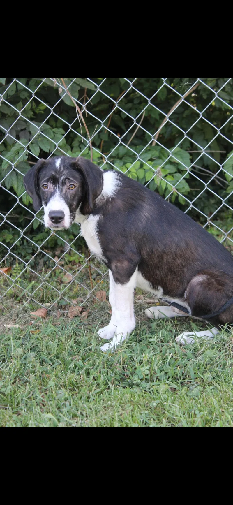 A young medium-sized male Black Labrador Retriever dog named Crunk for adoption in Berea, KY