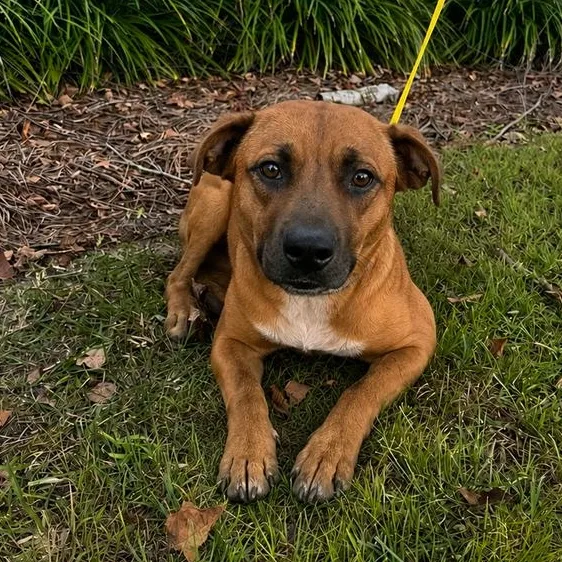 Lulu
