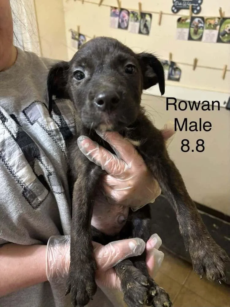 A baby medium-sized male Boxer dog named Johnson Rs : Rowan for adoption in Aurora, IN
