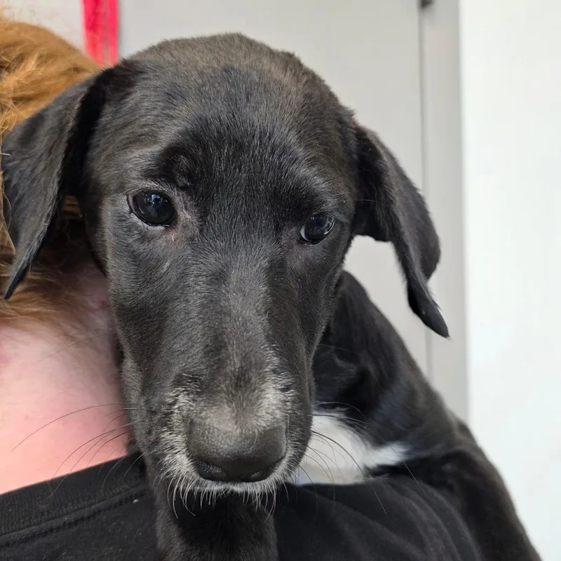 A baby small-sized female Black Labrador Retriever dog named Maleficent for adoption in Sand Springs, OK