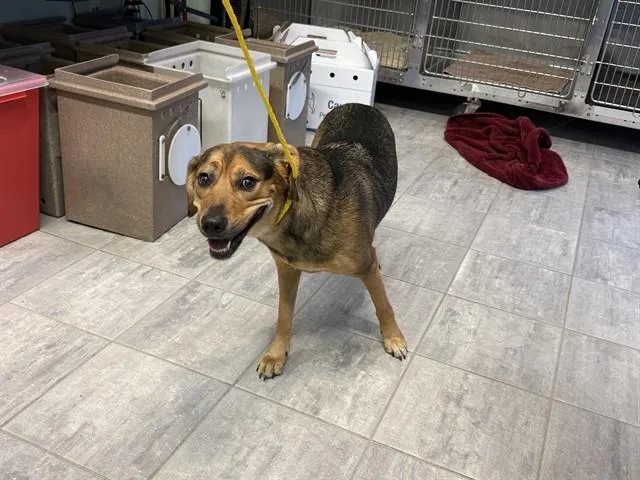 A young large-sized female German Shepherd Dog dog named Griselda for adoption in Grand Prairie, TX