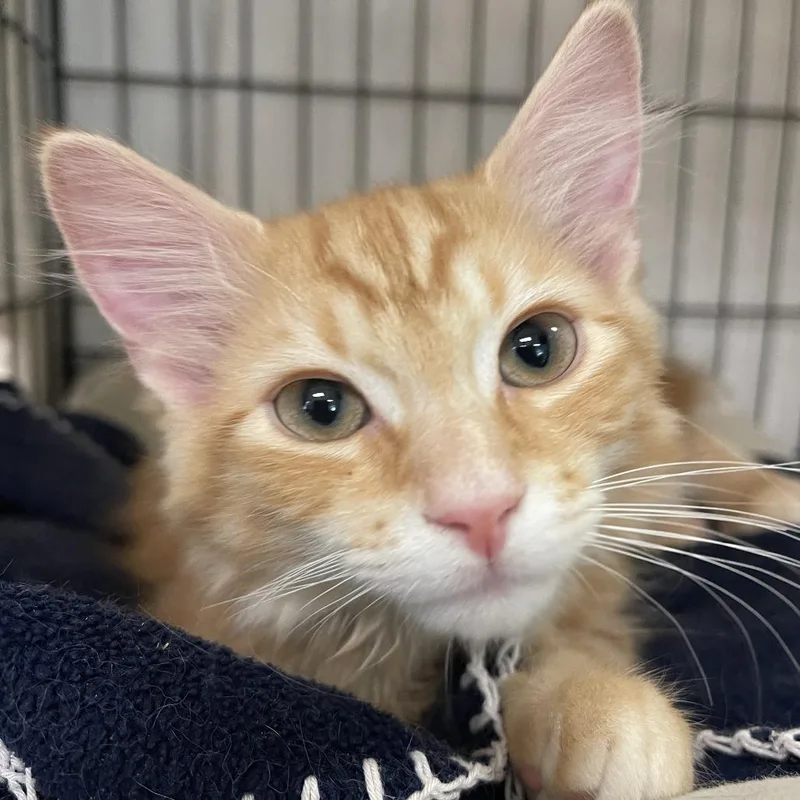 A baby small-sized male Orange / Red Domestic Short Hair cat named Etienne for adoption in Walden, NY