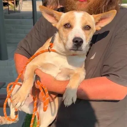 A young medium-sized female Yellow / Tan / Blond / Fawn Mixed Breed dog named Missy for adoption in Bend, OR