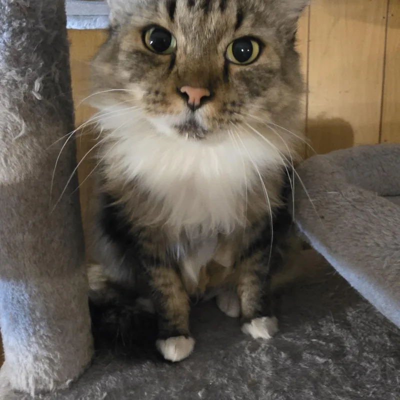 An adult large-sized female Tabby cat named Peggy for adoption in Lawrenceville, GA