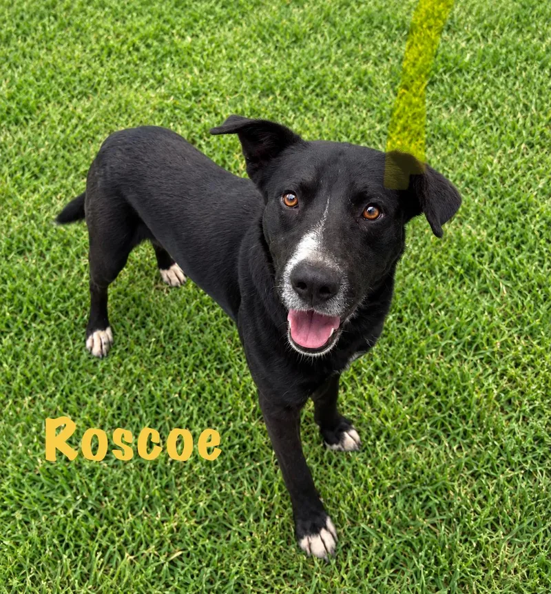 A young large-sized male Black Labrador Retriever dog named Rosco for adoption in Senatobia, MS