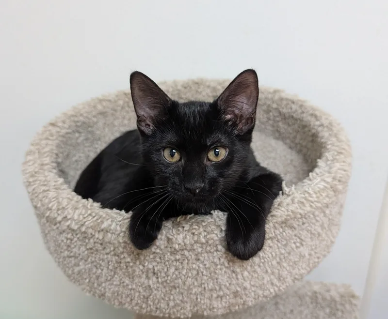 A young medium-sized male Black Domestic Short Hair cat named Samson for adoption in Decatur, IL