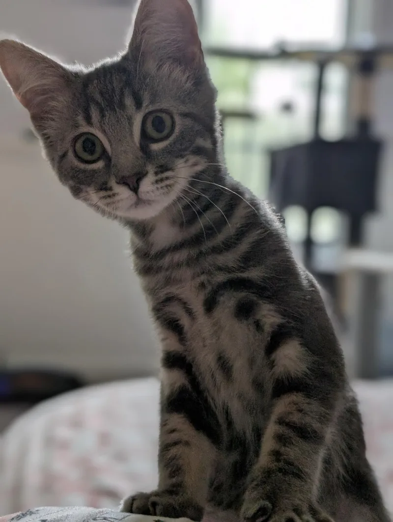 A baby medium-sized female Tabby (Gray / Blue / Silver) Tabby cat named Matterhorn for adoption in Richmond, VA
