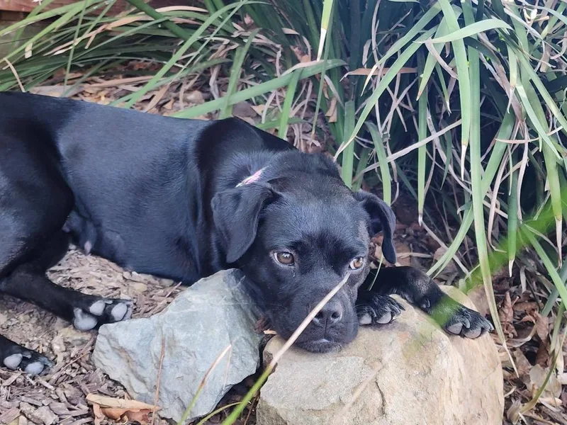 An adult medium-sized female Black Pug dog named Rombauer for adoption in Shingle Springs, CA