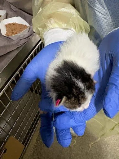 A baby small-sized male Domestic Short Hair cat named Oink for adoption in Washington, DC