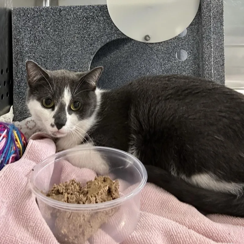 An adult medium-sized female Gray / Blue / Silver Domestic Short Hair cat named Guacamole for adoption in Baltimore, MD