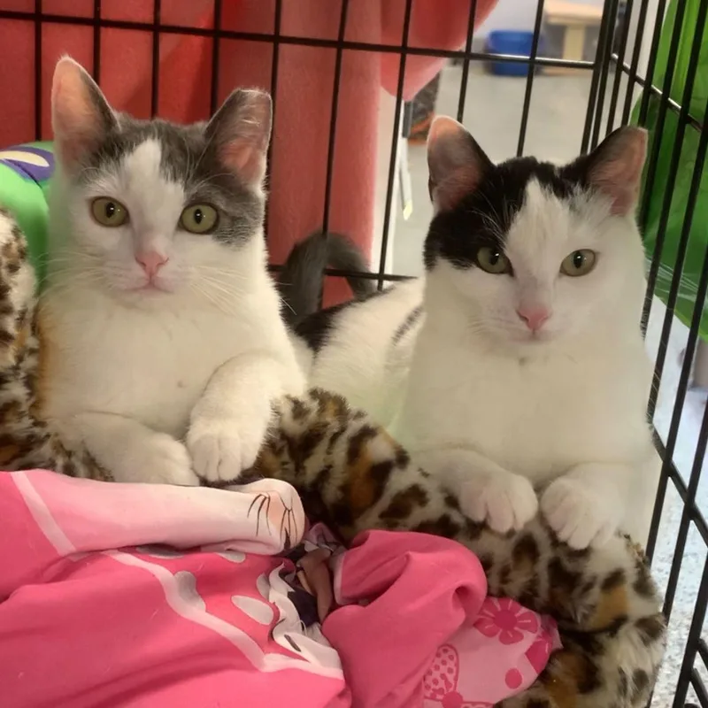 Lucy And Ethel thumbnail 4