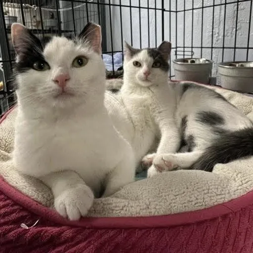 Lucy And Ethel thumbnail 5