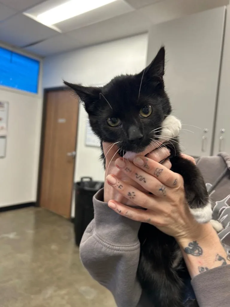 A baby small-sized male Domestic Short Hair cat named Riott for adoption in Thousand Oaks, CA