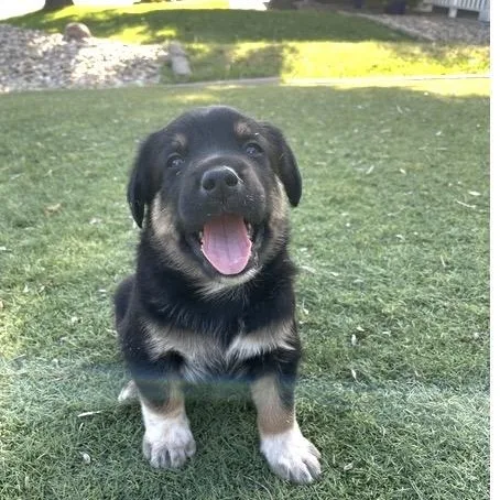 A baby medium-sized male Black Golden Retriever dog named Stanley for adoption in Santa Rosa, CA