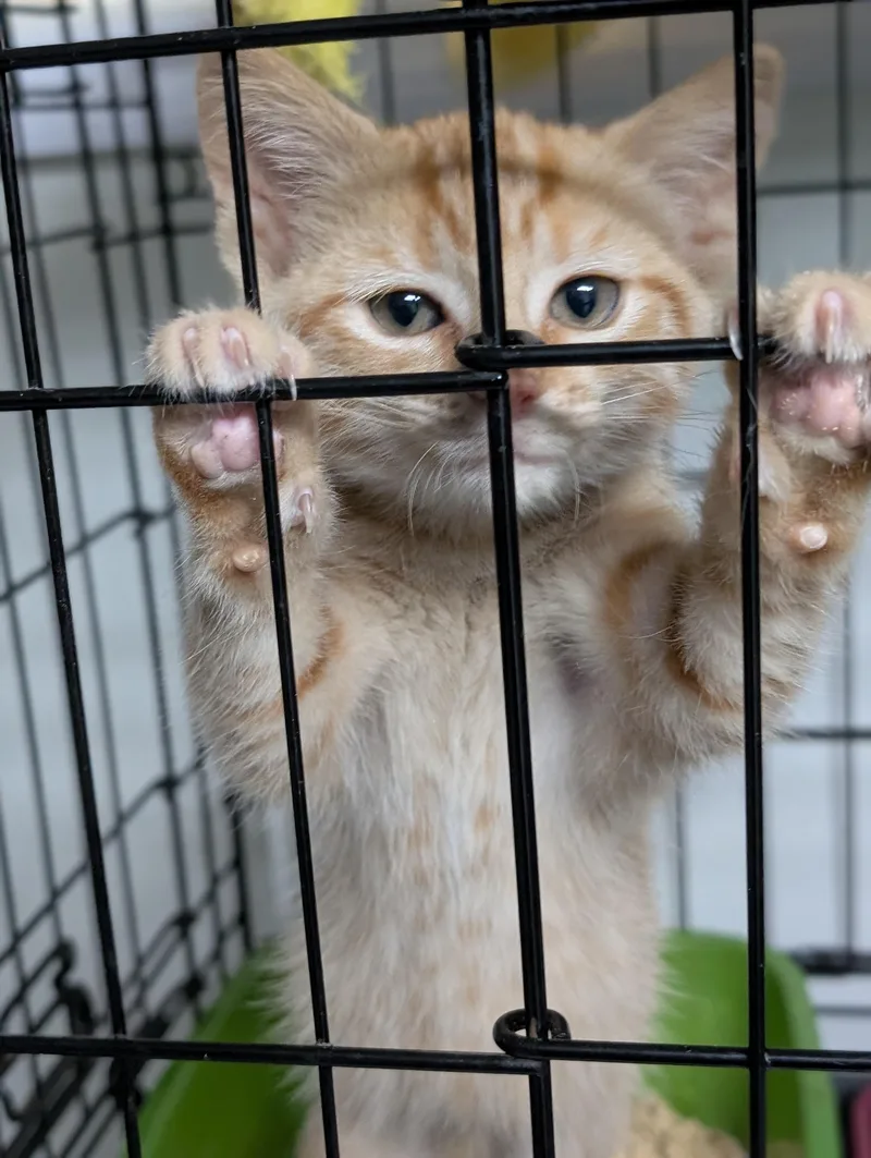 A baby medium-sized female Tabby (Orange / Red) Domestic Short Hair cat named Cissy for adoption in Tilton, IL