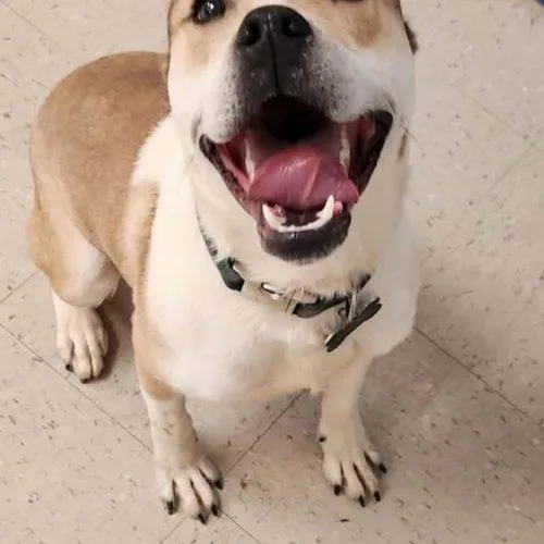 A young medium-sized male Pit Bull Terrier dog named Maximus for adoption in Burlington, IA