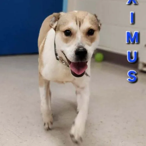 Maximus thumbnail 3