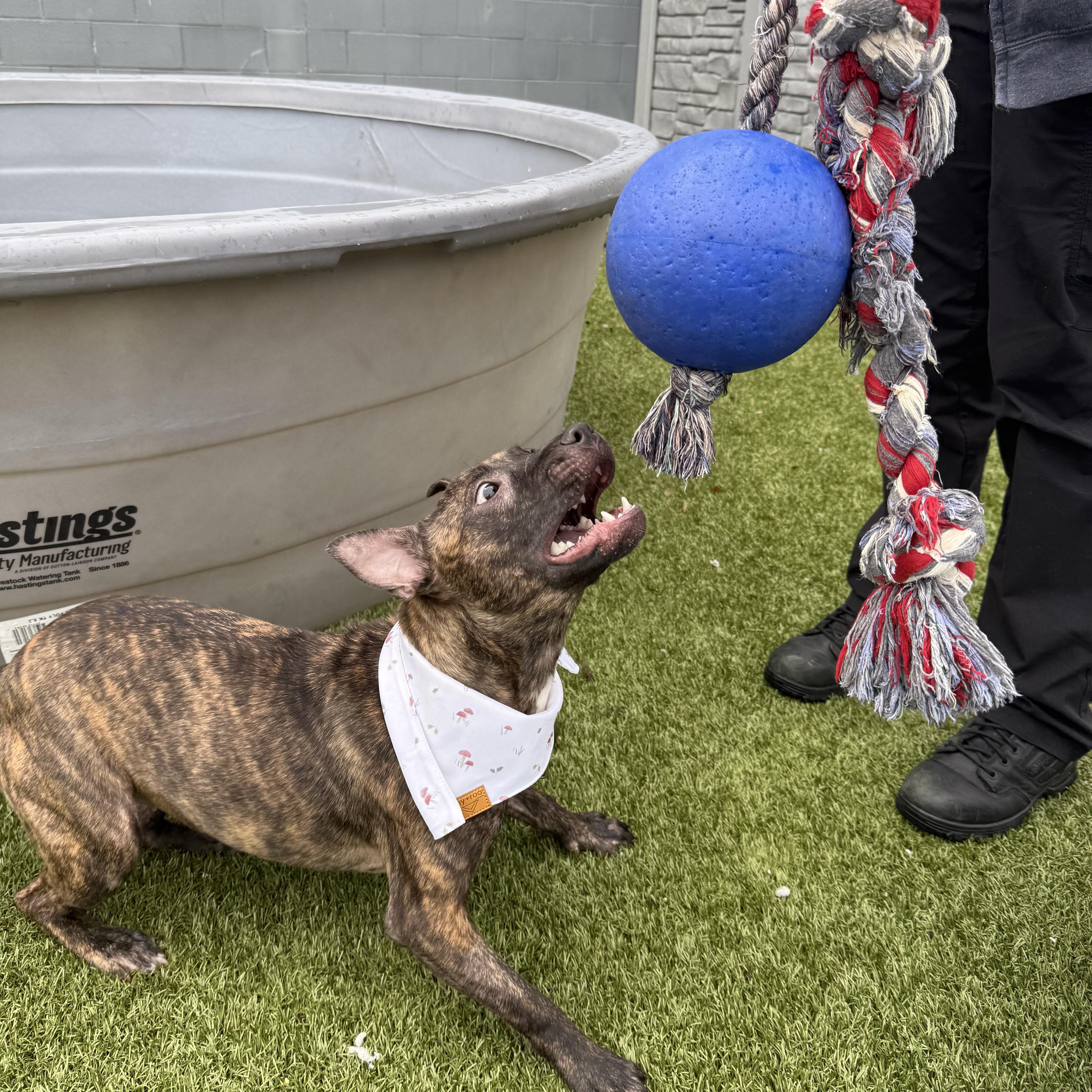 A young medium-sized female Brindle Pit Bull Terrier dog named Parsley for adoption in Columbus, OH