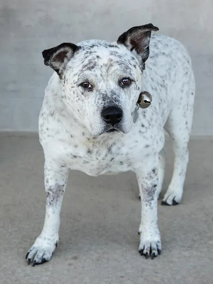A senior large-sized male Mixed Breed dog named Audio for adoption in Longmont, CO