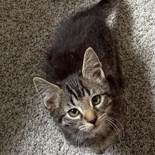 A baby small-sized male Gray / Blue / Silver Domestic Short Hair cat named Yakko for adoption in Normal, IL