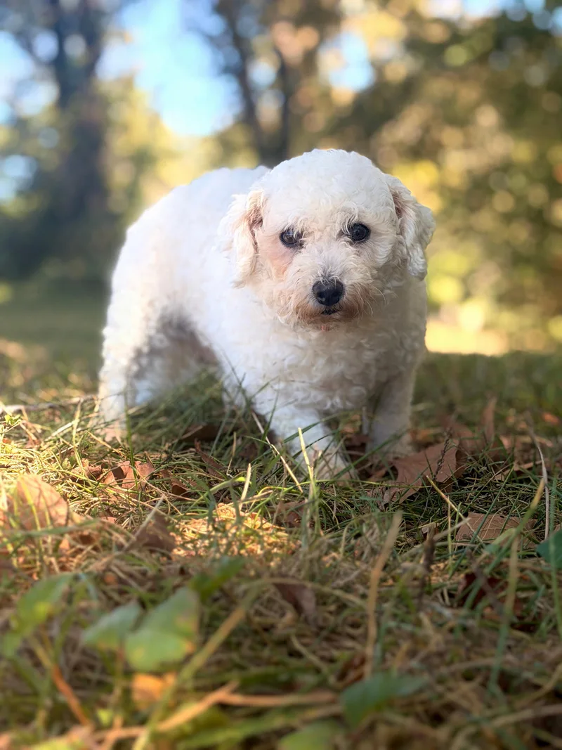 A young small-sized female White / Cream Bichon Frise dog named Carmella for adoption in Gradyville, KY