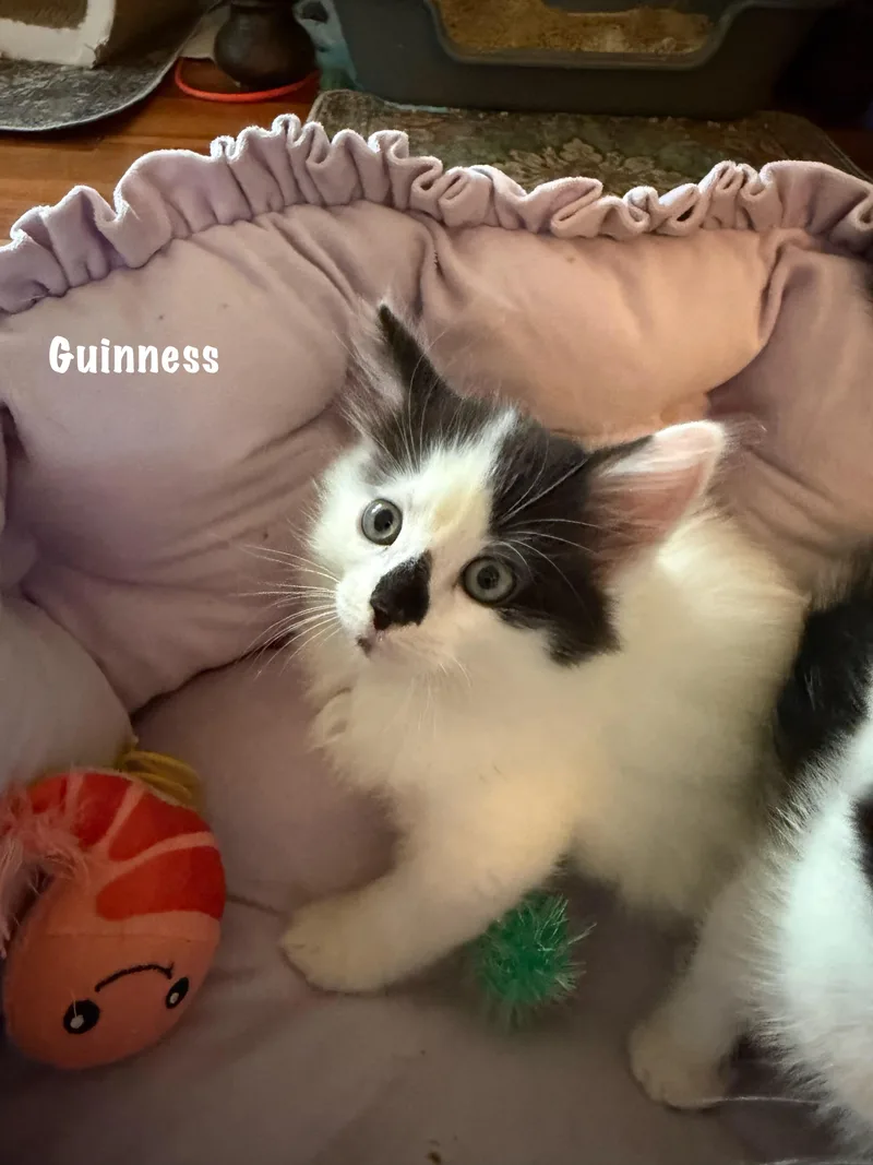 Guinness thumbnail 2