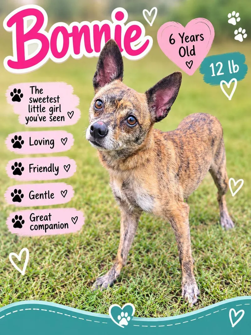 An adult small-sized female Chihuahua dog named Bonnie for adoption in Fort Worth, TX