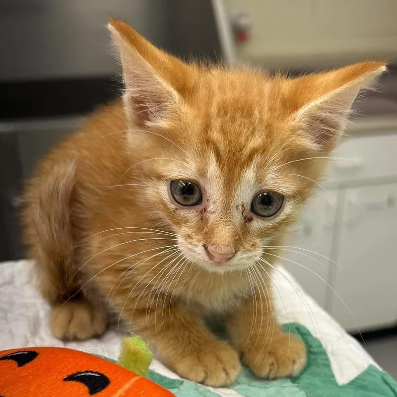 A baby small-sized male Domestic Short Hair cat named Punkin Pie for adoption in Bastrop, TX