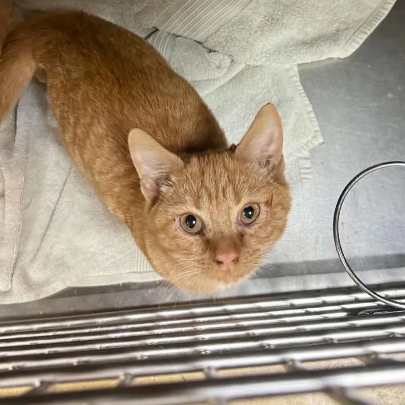 A baby small-sized male Domestic Long Hair cat named Weasley for adoption in Canton, NC