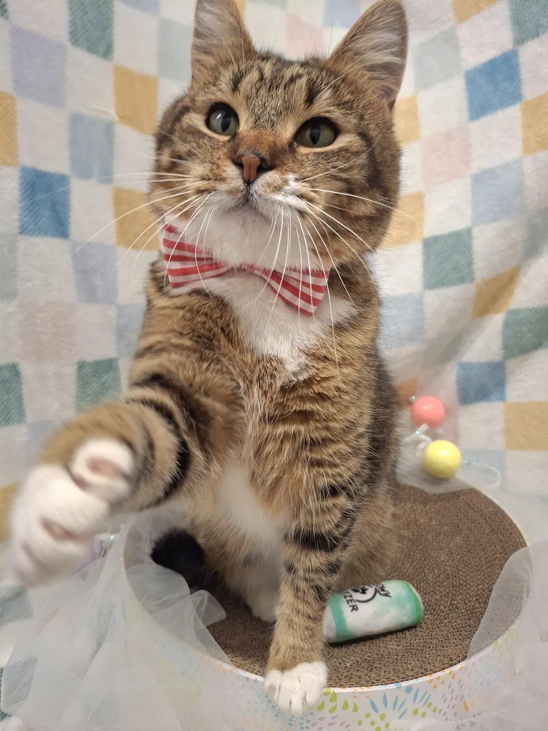 :::gipsy::: Chino Petsmart thumbnail 2