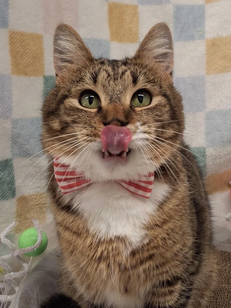 :::gipsy::: Chino Petsmart thumbnail 3