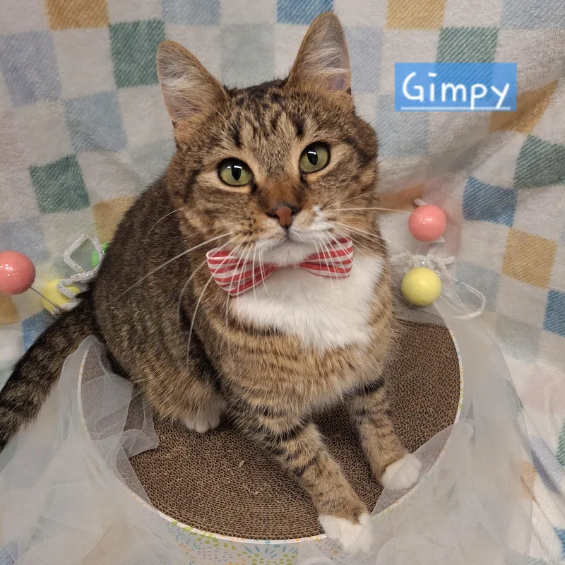 :::gipsy::: Chino Petsmart thumbnail 4