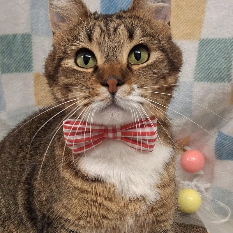 :::gipsy::: Chino Petsmart thumbnail 5