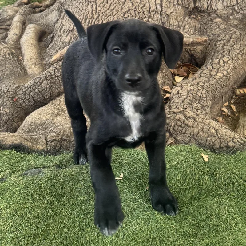 A baby large-sized female Labrador Retriever dog named Anthem Pup  Free for adoption in San Diego, CA