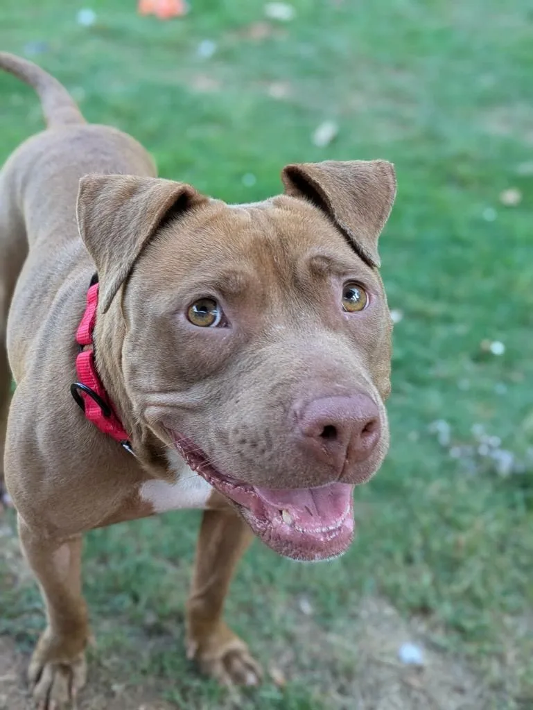 An adult medium-sized female Pit Bull Terrier dog named Honey for adoption in Newnan, GA
